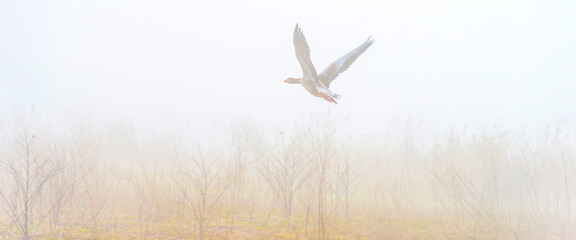Goose flying in a misty sky over wetland in bright foggy sunlight in winter, Almere, Flevoland, The Netherlands, February 28, 2021