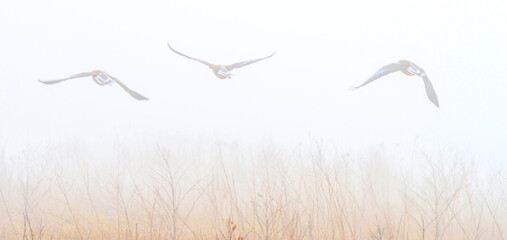 Flock of geese flying in a misty sky over wetland in bright foggy sunlight in winter, Almere, Flevoland, The Netherlands, February 28, 2021
