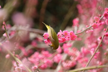梅の花が好きなメジロ