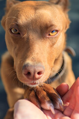 a cunning red dog gives a paw to get a delicious first-person food POV