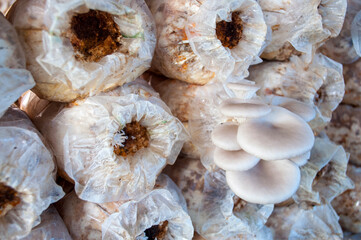 Pleurotus Mushroom Farm ostreatus for household