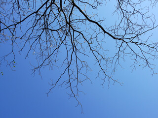 Obraz premium dry branch of tree with blue sky background