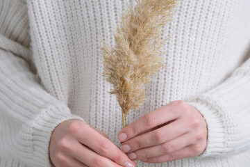 woman hand holds the pampas grass. Reed Plume Stem, Dried Pampas Grass, Decorative Feather Flower Arrangement for Home, New Trendy Home Decor.
