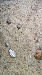 stones and shells scattered on the sand background