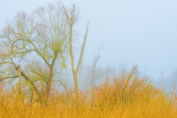 Field with trees, reed and bushes in wetland in bright foggy sunlight in winter, Almere, Flevoland, The Netherlands, February 28, 2021