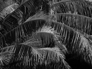 black and white coconut leaf