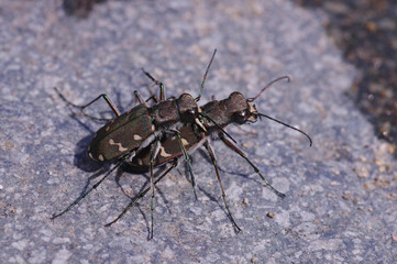 アイヌハンミョウの交尾