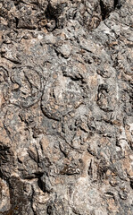 Fossilized cattle footprint shells - Megalodontidae - at the famous Hochfelln summit, Bergen, Bavaria, Germany