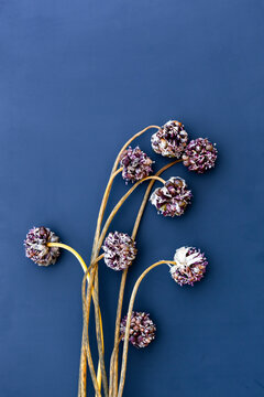 Dried flowers on blue background
