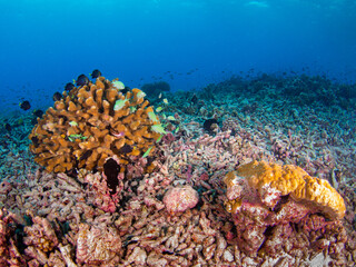 Antler coral and damselfish surviving in a broken coral area (Rangiroa, Tuamotu Islands, French...