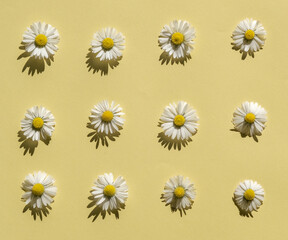 Flat lay spring or summer chamomile on illuminating yellow background in sunny day. Daisy flowers lay out, top view. Blooming Bellis flowers, floral card for Womens, Mothers day, birthday, springtime 