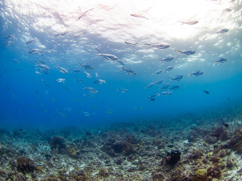 School of Smallspotted dart or Doublespotted queenfish (Rangiroa, Tuamotu Islands, French Polynesia in 2012)