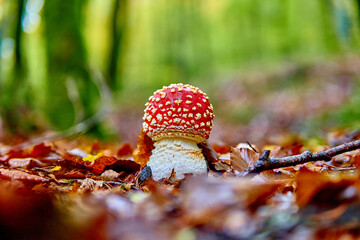 beautiful fly agaric in foliage