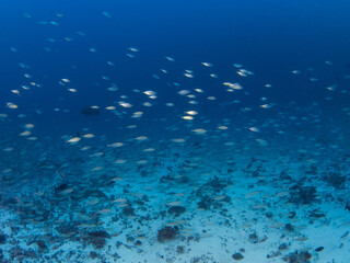 Fototapeta na wymiar School of Bigeye scad at deep water (Rangiroa, Tuamotu Islands, French Polynesia in 2012)