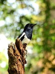 male oriental magpie robin ( Copsychus saularis ) on the tree in the garden