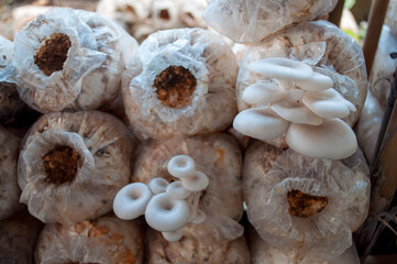 Pleurotus Mushroom Farm ostreatus for household