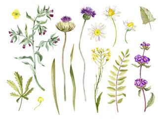 Set of wildflowers and herbs in watercolor style. Floral collection