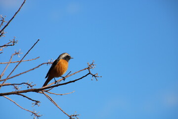 渡り鳥　ジョウビタキ（オス）