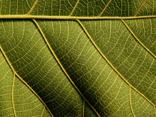 green teak leaf texture background