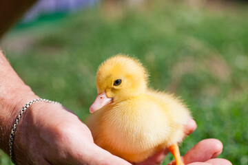 little yellow duckling in green grass exploring territory lost mom