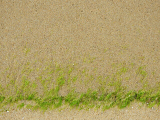 wet sand beach with green seaweed