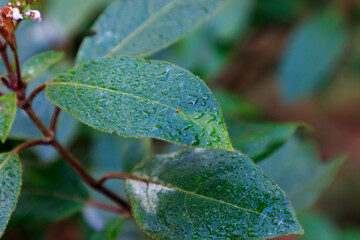 Green leaves of bush with dew drops on top