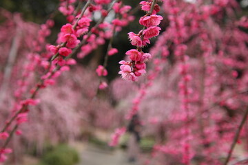 紅梅の枝垂れ梅