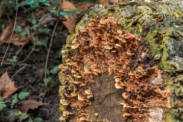 Cut tree trunk with small brown mushrooms