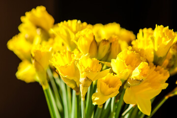 Bouquet with fresh daffodils on a dark background. Selective focus