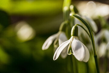 Schneegl&ouml;ckchen
