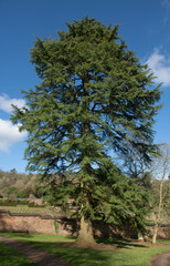 Winter Foliage of an Old  Deodar Cedar Tree (Cedrus deodara) Growing in Parkland in Rural Devon, England, UK