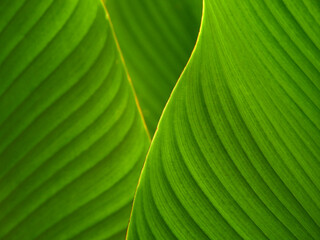 closeup green leaf with line texture