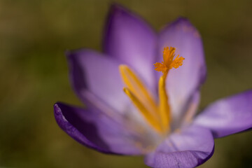 Fototapeta premium lila Krokus
