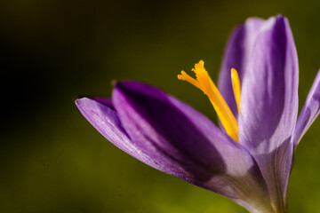 lila Krokus