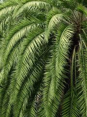 green palm leaf of date palm tree ( Phoenix dactylifera )