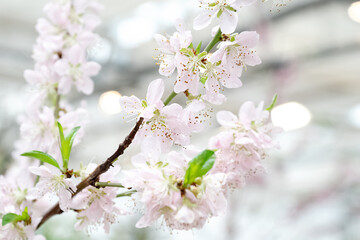 Sakura or cherry tree in full bloom in spring garden