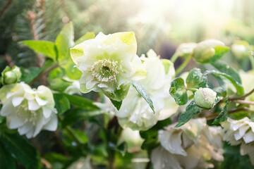 White flowers in bloom in spring garden at sunlight