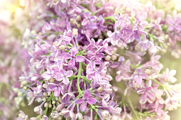 Blooming purple lilac in the sunlight floral background