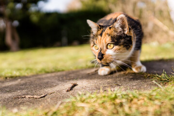 Glückskatze im Garten