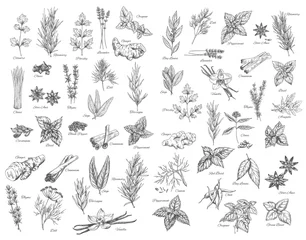 Poster Spices, cooking herbs and seasonings sketch vectors set. Bay leaves, peppermint and sage, cinnamon and ginger, black pepper, cardamon and cloves, basil, oregano and arugula, dill, cilantro and anise © Vector Tradition