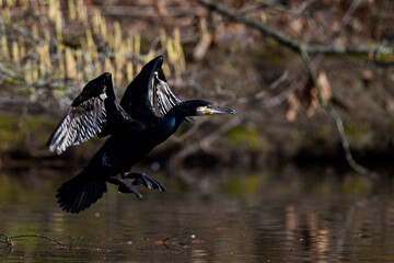 flying Great cormorant // fliegender Kormoran (Phalacrocorax carbo)