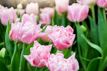Bunch of pink tulips in full bloom floral spring flowers background
