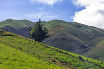 Beautiful hills and colorful mountains for agriculture and livestock 