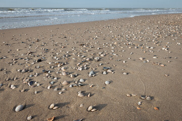 Shells and sand on the North Sea beach of the Wadden Island of Texel on a sunny winter day