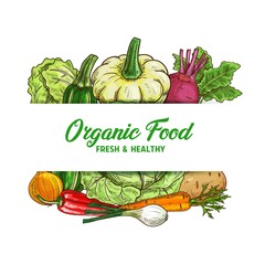 Fresh vegetable food vector sketch of organic farm veggies. Green and napa cabbage, carrot, onion and red chilli pepper, potato, zucchini, beet, summer squash, garden greenery and farm harvest design