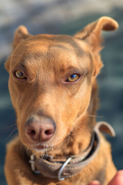 A Cunning Red Dog Gives A Paw To Get A Delicious First-person Food POV