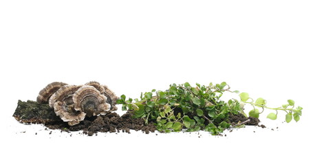 Green grass and fungi with fertile soil, dirt pile isolated on white background
