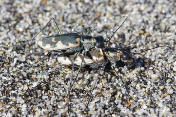 カワラハンミョウの交尾