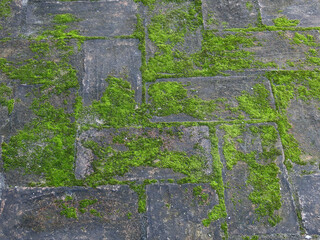 green moss on brick floor texture