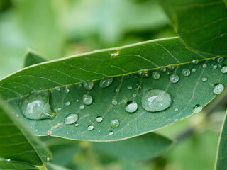 Grandes y hermosas gotas de agua transparente de lluvia en una macro de hoja verde. Las gotas de rocío en la mañana brillan al sol. Hermosa textura de hoja en la naturaleza. Fondo natural